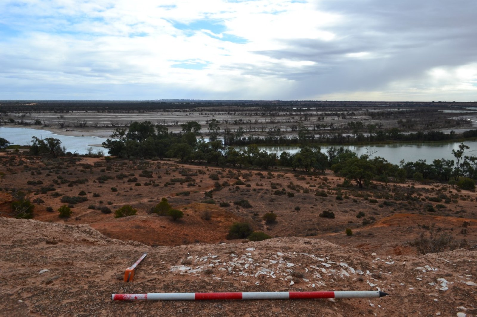 Shells exposed on the Pike cliff line on the River Murray (Photo courtesy of Flinders University)
