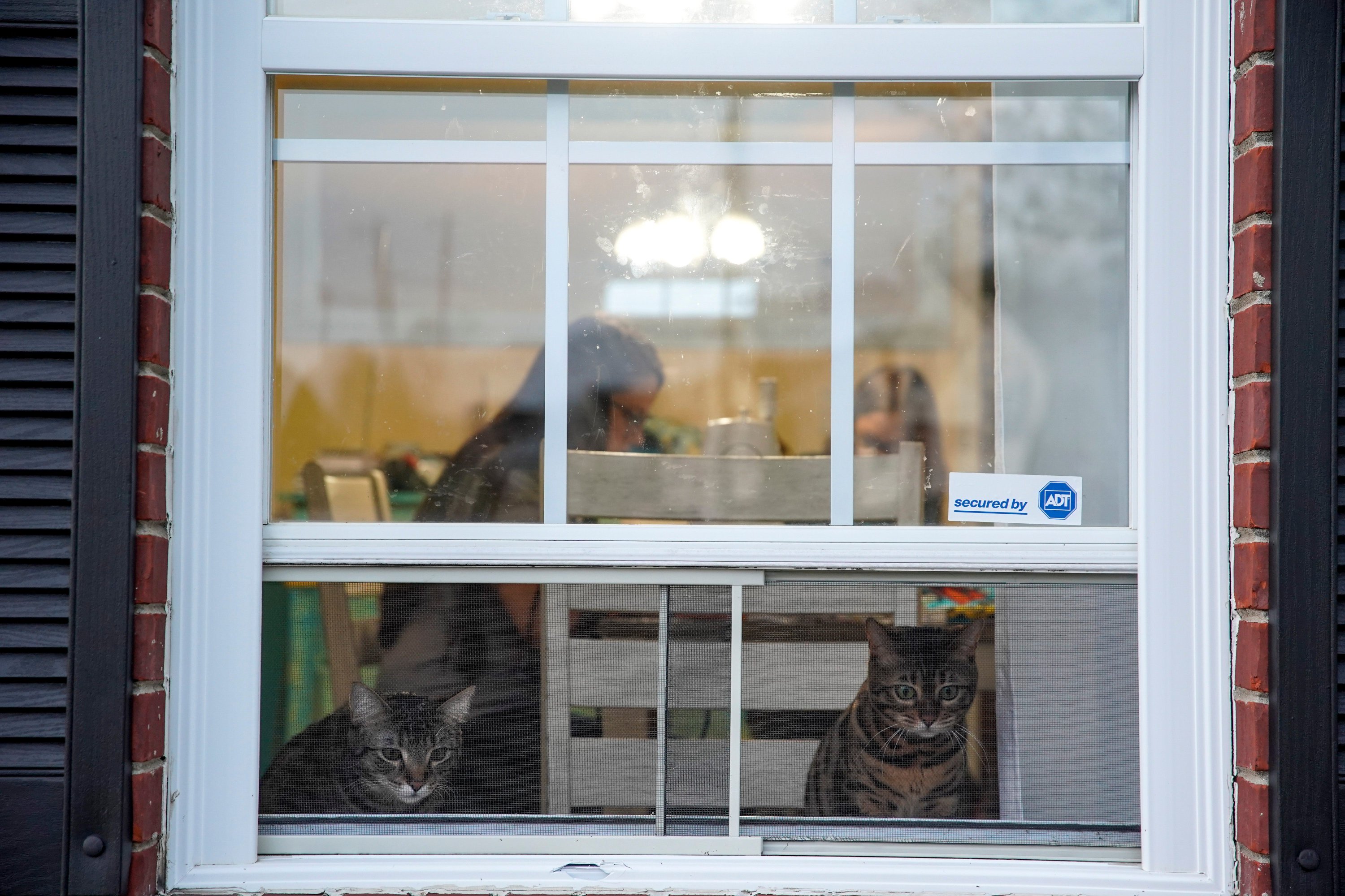 Coco (L) and Mona peer out the front window at the Salmeron household in Clarksville, Tenn., March 23, 2020. (REUTERS Photo)