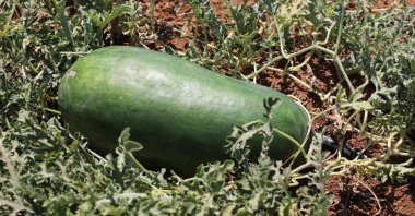 The tat karpuzu of Şanlıurfa looks and tastes different than the watermelons of Diyarbakır. (DHA Photo)