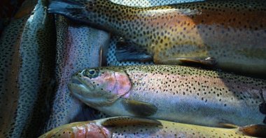 A veterinary professor at Bursa Uludağ University, and his team discovered the bacterium that can cause disease in rainbow trout, July 16, 2020. (DHA)