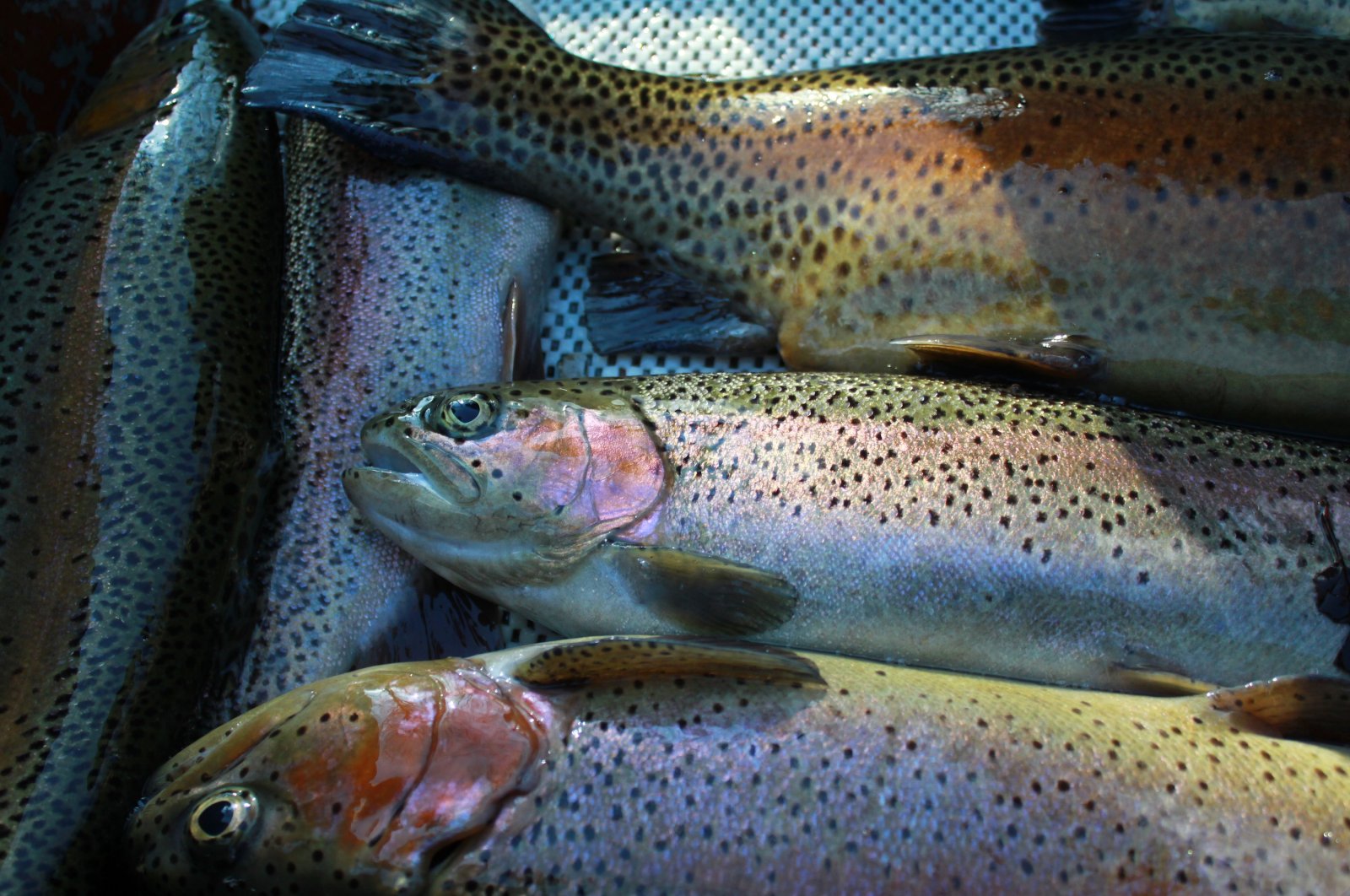 A veterinary professor at Bursa Uludağ University, and his team discovered the bacterium that can cause disease in rainbow trout, July 16, 2020. (DHA)