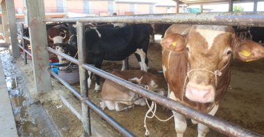 Sacrificial animals on sale at a marketplace for Qurban Bayram, Adıyaman, Turkey, July 17, 2020. (İHA Photo)