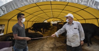 A seller and a buyer use a stick instead of traditional handshake for bargaining during the sale of sacrificial animals, Ankara, Turkey, July 17, 2020. (AA Photo)