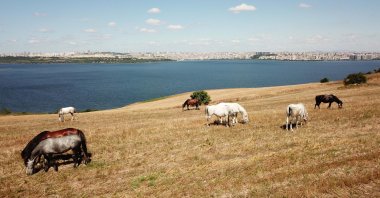 Horses roam in a pasture owned by Istanbul University, Istanbul, Turkey, July 20, 2020. (DHA Photo)