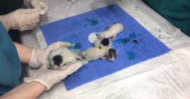 The kittens after the surgery, Kastamonu, northern Turkey, July 20, 2020. (AA Photo) 