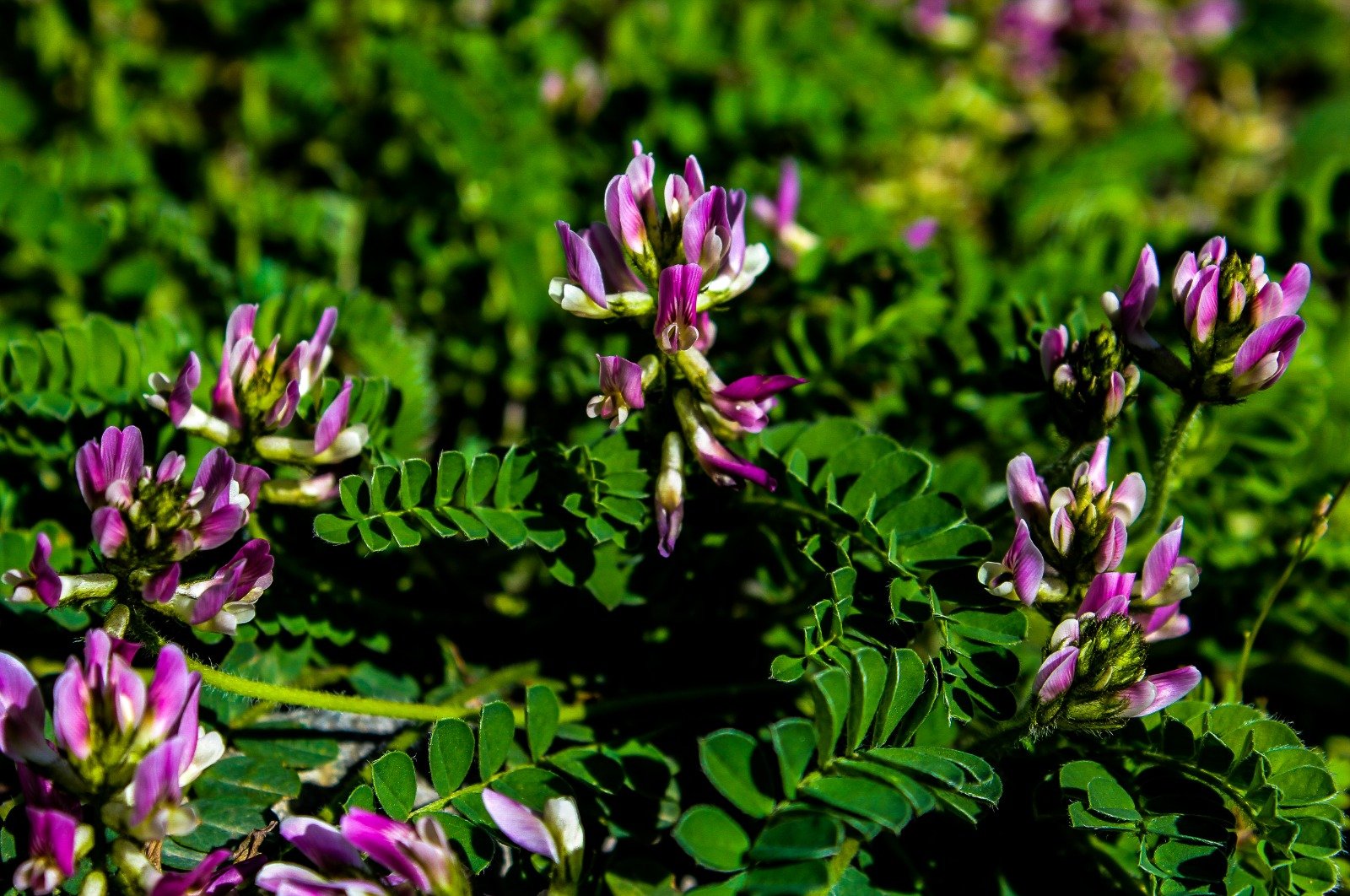 Astragalus bartinense bears brightly colored flowers and grows only in Bartın province, northern Turkey, July 19, 2020. (AA Photo)