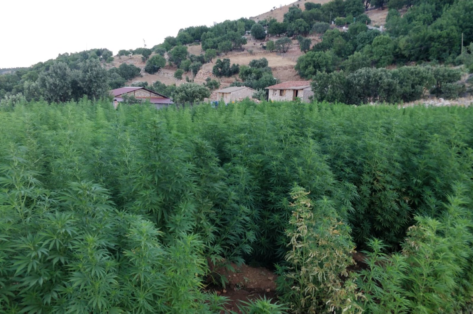 A cannabis field raided by security forces in Diyarbakır province, southeastern Turkey, July 21, 2020. (AA Photo)