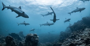 Schooling grey reef sharks in Ningaloo reef, Western Australia (Shutterstock Photo)