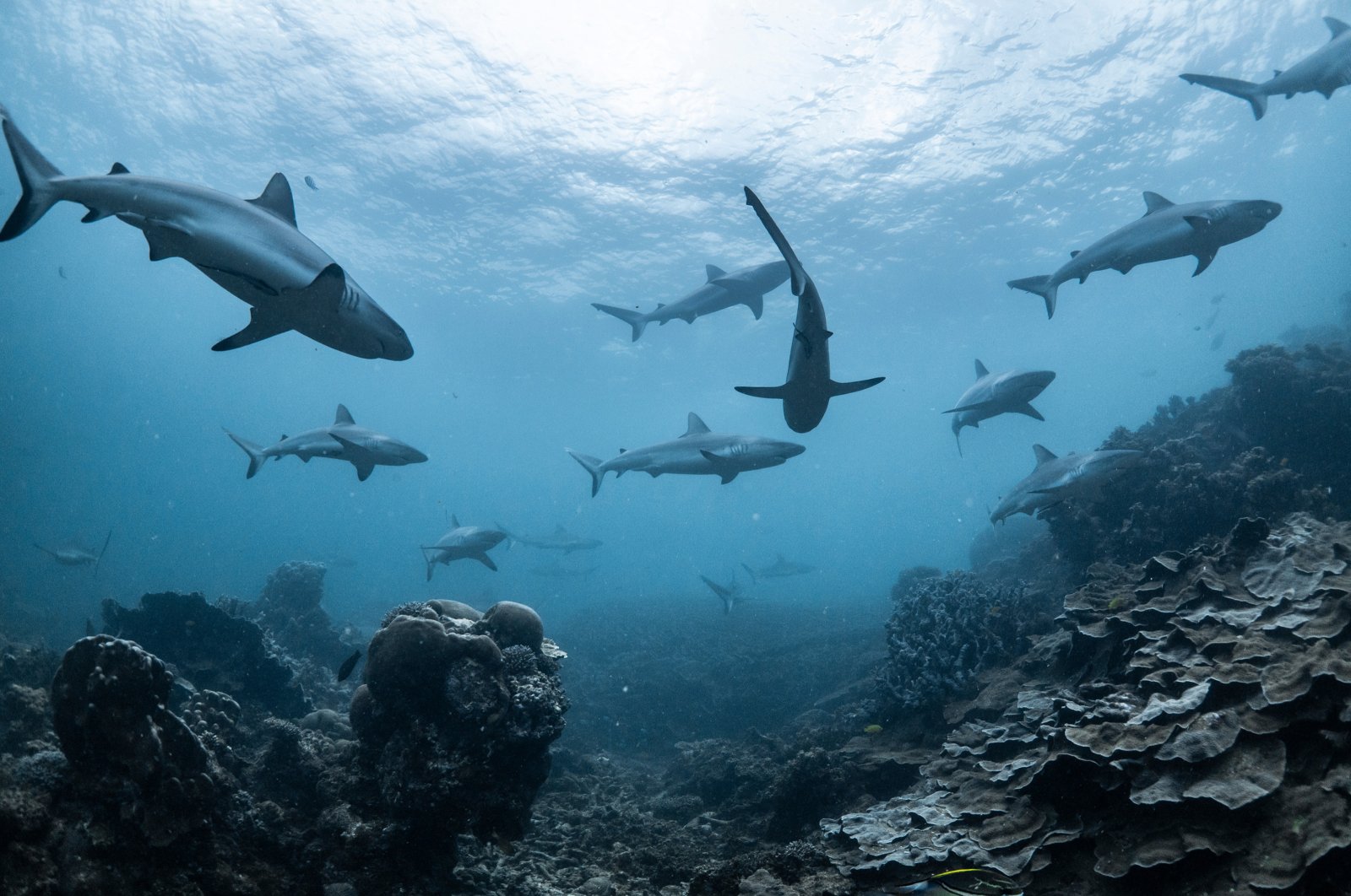 Schooling grey reef sharks in Ningaloo reef, Western Australia (Shutterstock Photo)
