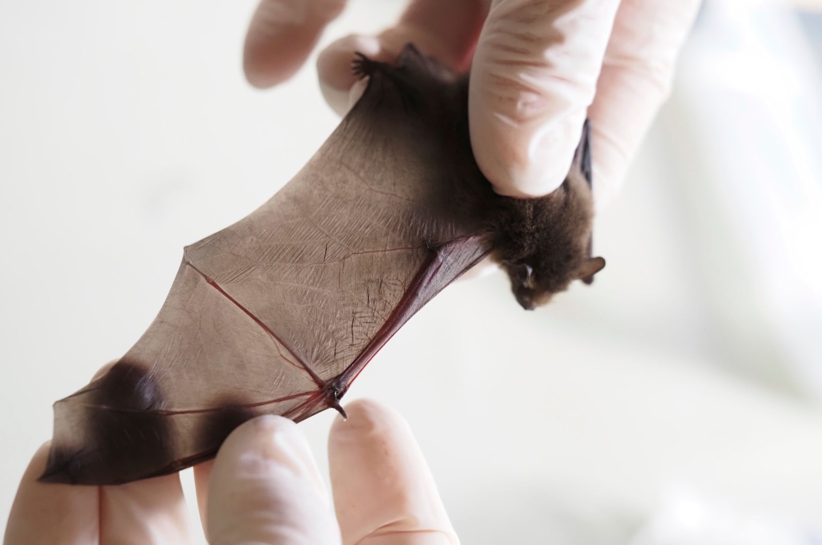 This picture shows a juvenile bat Pipistrelle inside the Natural Museum History of Bourges on June 30, 2020. (AFP Photo)