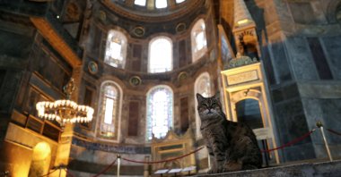 Gli the cat is pictured at Hagia Sophia in Istanbul, Turkey, July 2, 2020. (Reuters Photo)