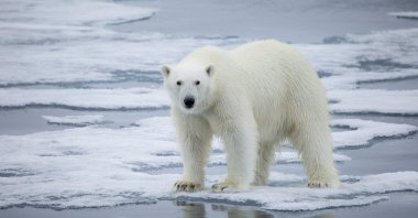 A handout photo made available on July 17, 2020 by Polar Bears International shows a polar bear standing on melting sea ice in Svalbard, Norway, in 2013. (AFP Photo)
