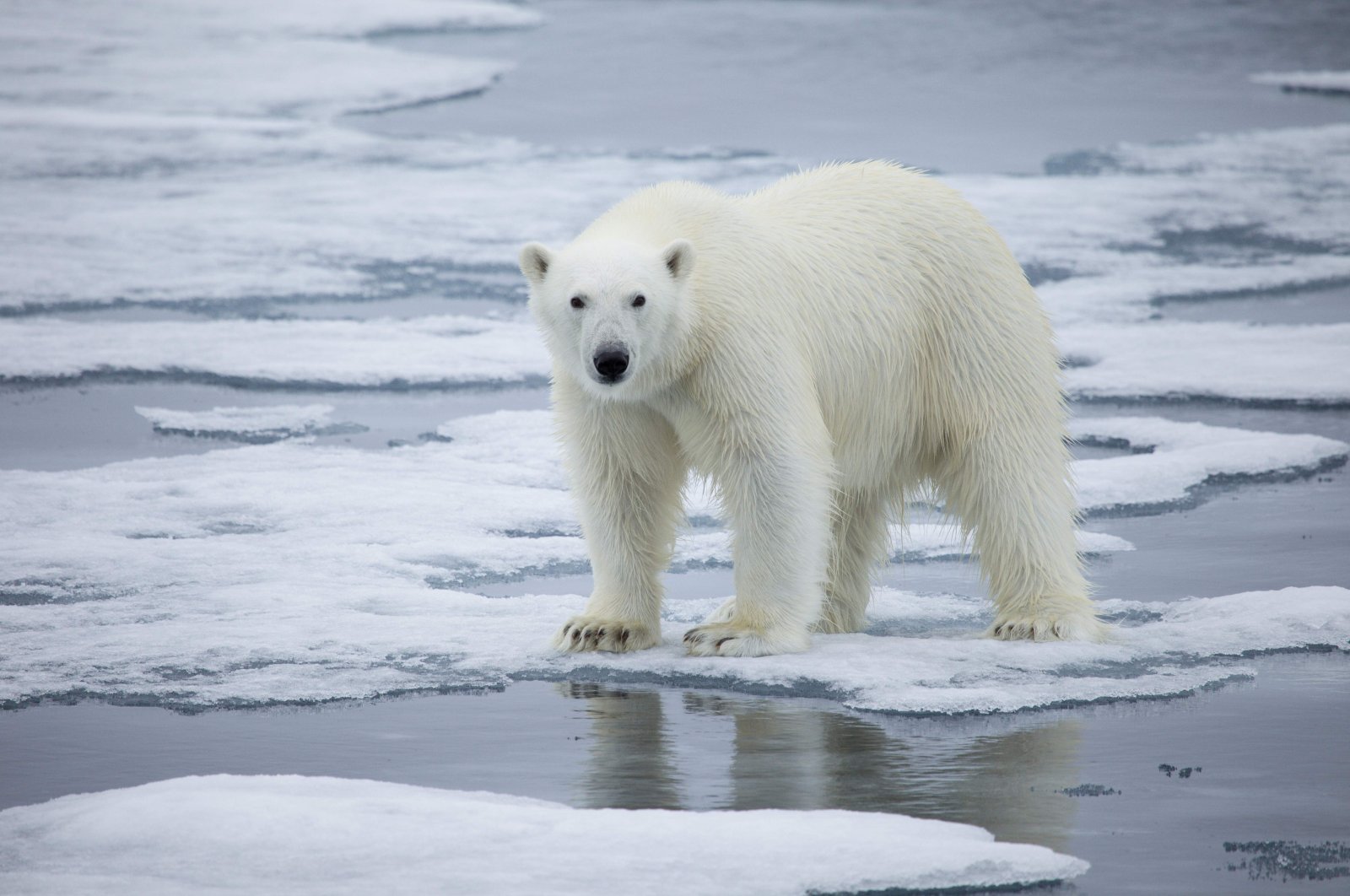 A handout photo made available on July 17, 2020 by Polar Bears International shows a polar bear standing on melting sea ice in Svalbard, Norway, in 2013. (AFP Photo)