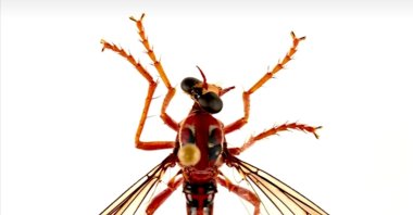 One of the flies discovered by the CSIRO, July 29, 2020. (Reuters Screencapture)