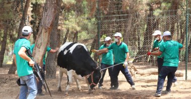 Animal catchers restrain a bull during a training session, in Gaziantep, southern Turkey, July 28, 2020. (DHA Photo) 