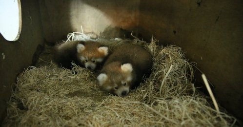 Two red panda cubs rest in their home in the zoo, in Kocaeli, northwestern Turkey, July 30, 2020. (AA Photo)
