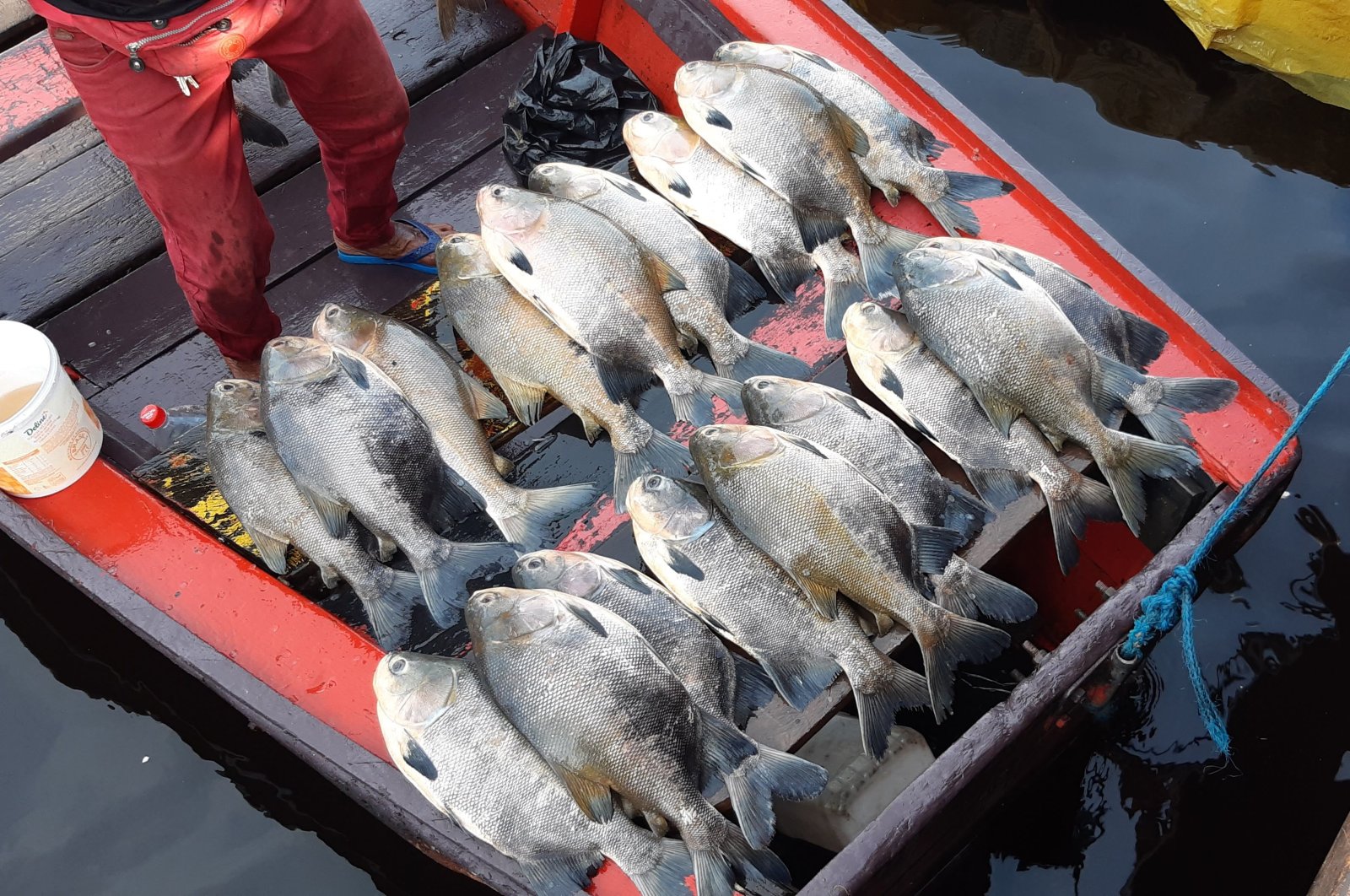 Fish on display at the edge of the city of Manaus, Brazil, caught in the Amazon River, July 25, 2020. (Shutterstock Photo)