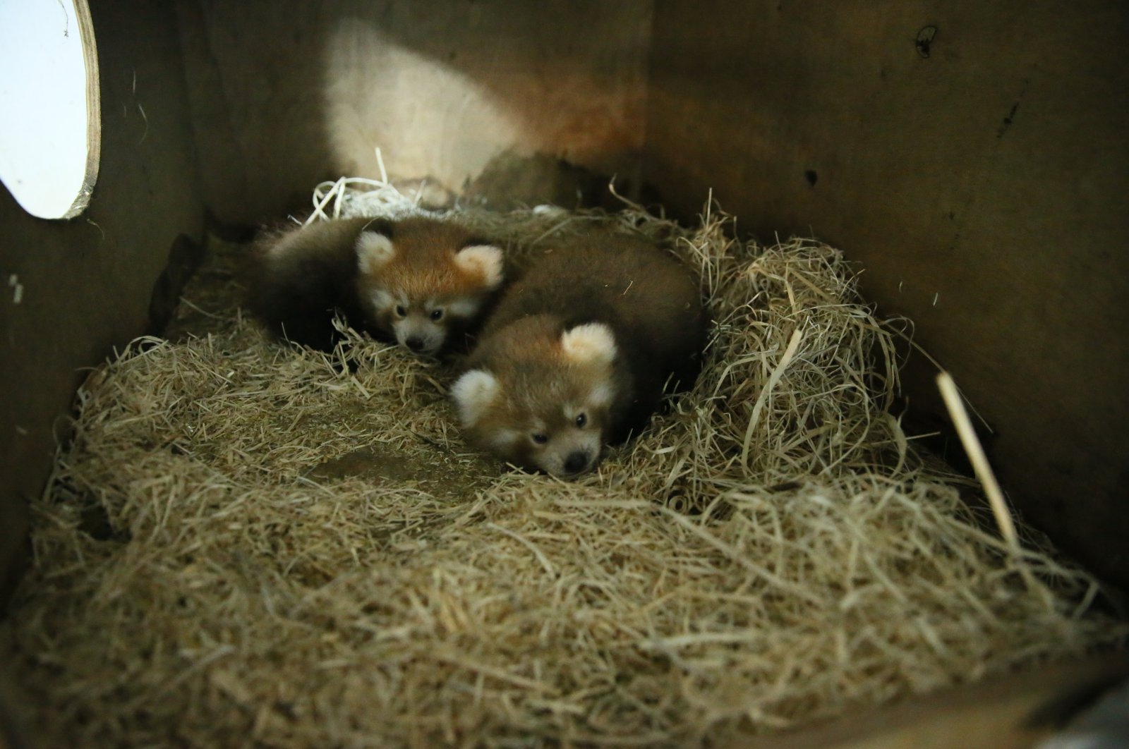 Two red panda cubs rest in their home in the zoo, in Kocaeli, northwestern Turkey, July 30, 2020. (AA Photo)