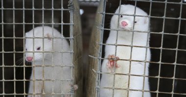 Minks look out of a cage at a fur farm in the village of Litusovo, northeast of Minsk, Belarus, Dec. 6, 2012. (AP Photo)