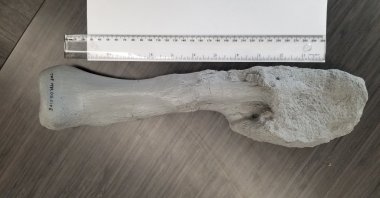 A cast of the fibula – lower leg bone – from Centrosaurus apertus, a horned dinosaur that lived 76 million years ago in the Canadian province of Alberta,  is seen disfigured by aggressive malignant bone cancer – an osteosarcoma Ð in this image released on Aug. 3, 2020. (Mark Crowther/Handout via Reuters)