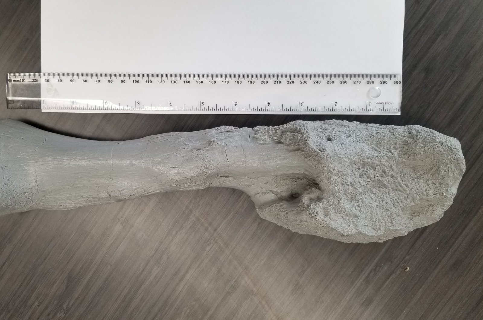 A cast of the fibula – lower leg bone – from Centrosaurus apertus, a horned dinosaur that lived 76 million years ago in the Canadian province of Alberta,  is seen disfigured by aggressive malignant bone cancer – an osteosarcoma Ð in this image released on Aug. 3, 2020. (Mark Crowther/Handout via Reuters)