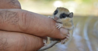 A tiny forest dormouse clings to the finger of Nizamettin Kapar, in rural Afyonkarahisar province, western Turkey. (AA Photo)