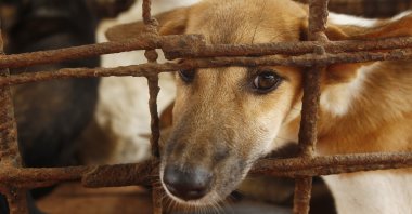 Dogs lay in a cage in a slaughterhouse as they wait for the FOUR PAWS International, rescue them at Chi Meakh village in Kampong Thom province north of Phnom Penh, Cambodia, Wednesday, Aug. 5, 2020. (AP Photo)