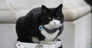 Palmerston, the Foreign Office cat sits on a photographer's ladder as media await the departure of Britain's Prime Minister Theresa May from 10 Downing Street in London, Feb. 12, 2019. (AP Photo)
