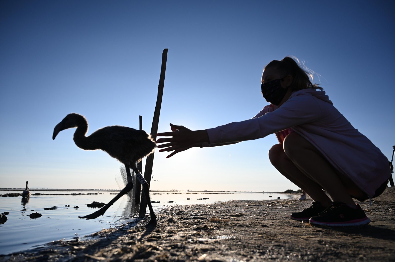 A volunteer releases a flamingo chick in Aigues-Mortes, near Montpellier, southern France, on Aug. 5, 2020. (AFP Photo)