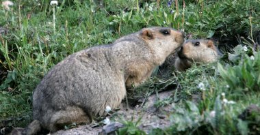 Two marmots meet at the entrance of their lair in Yushu, west China's Qinghai province on July 28, 2007. (Reuters Photo)
