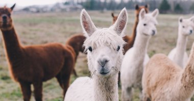 A small pack of Alpacas is seen in this undated file photo. (Shutterstock Photo)