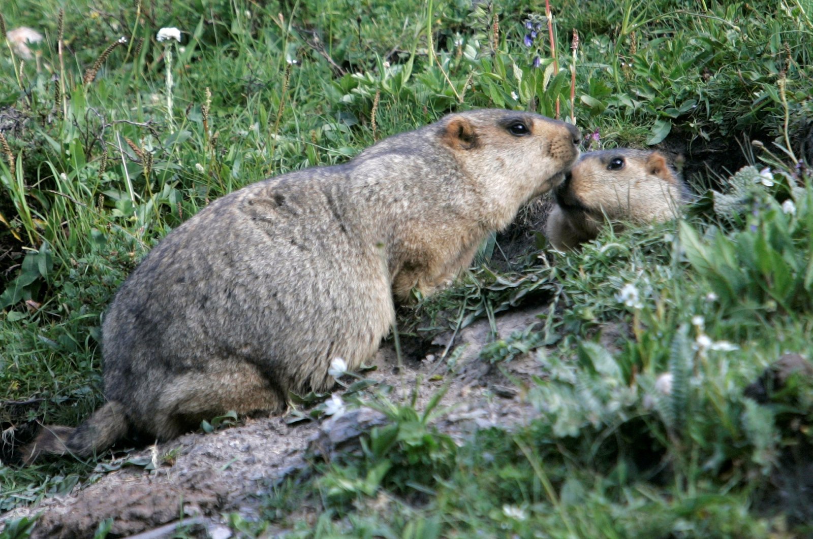 Two marmots meet at the entrance of their lair in Yushu, west China's Qinghai province on July 28, 2007. (Reuters Photo)