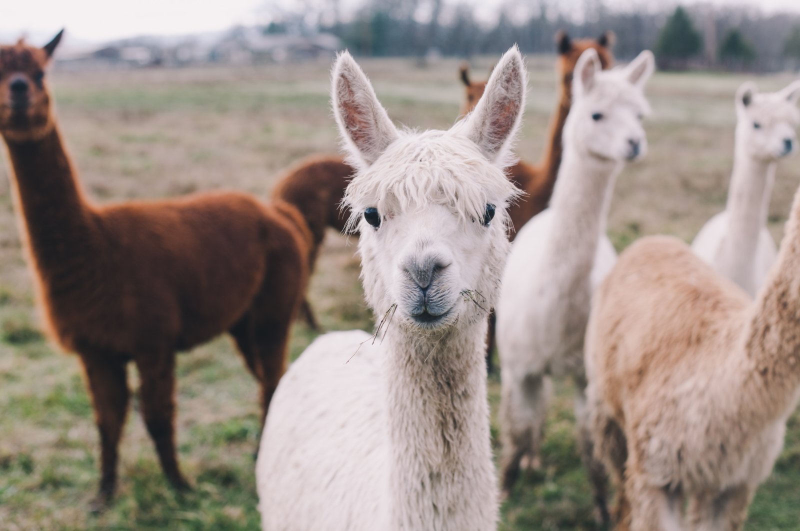 A small pack of Alpacas is seen in this undated file photo. (Shutterstock Photo)