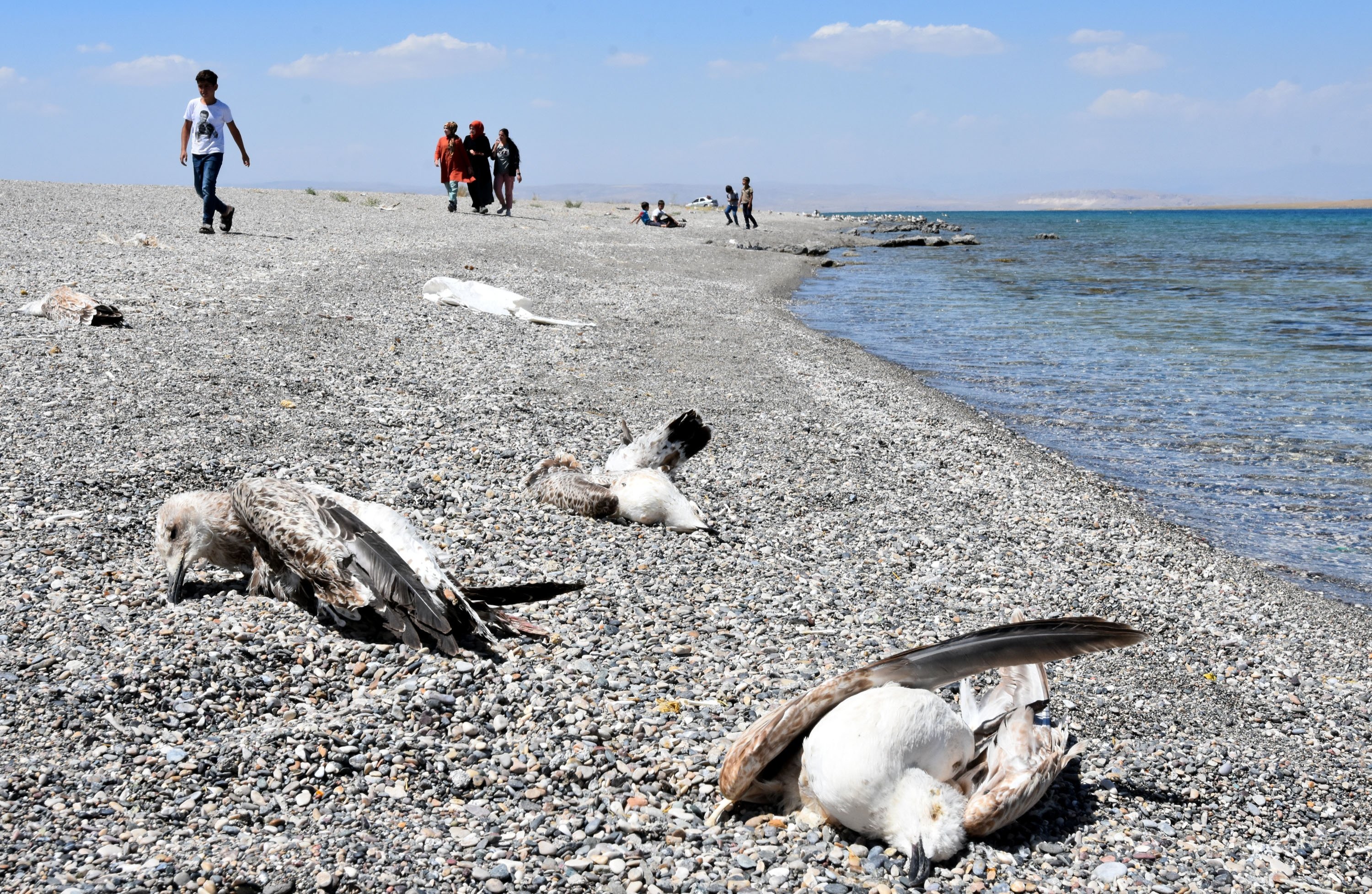 Photo shows dead seagulls found on the shores of Lake Van in Van, eastern Turkey, August 13, 2020. (DHA Photo)