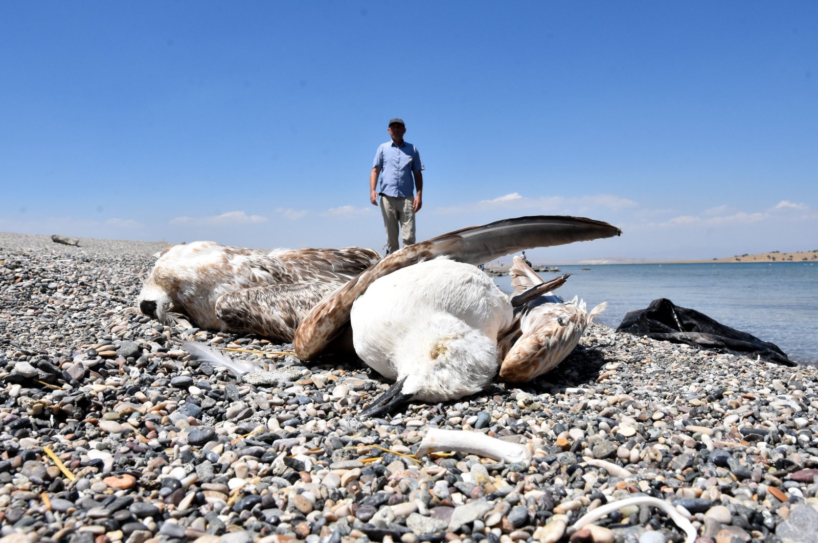 Dozens of dead seagulls have been found on the shores of Lake Van, eastern Turkey, in recent weeks. (DHA Photo)