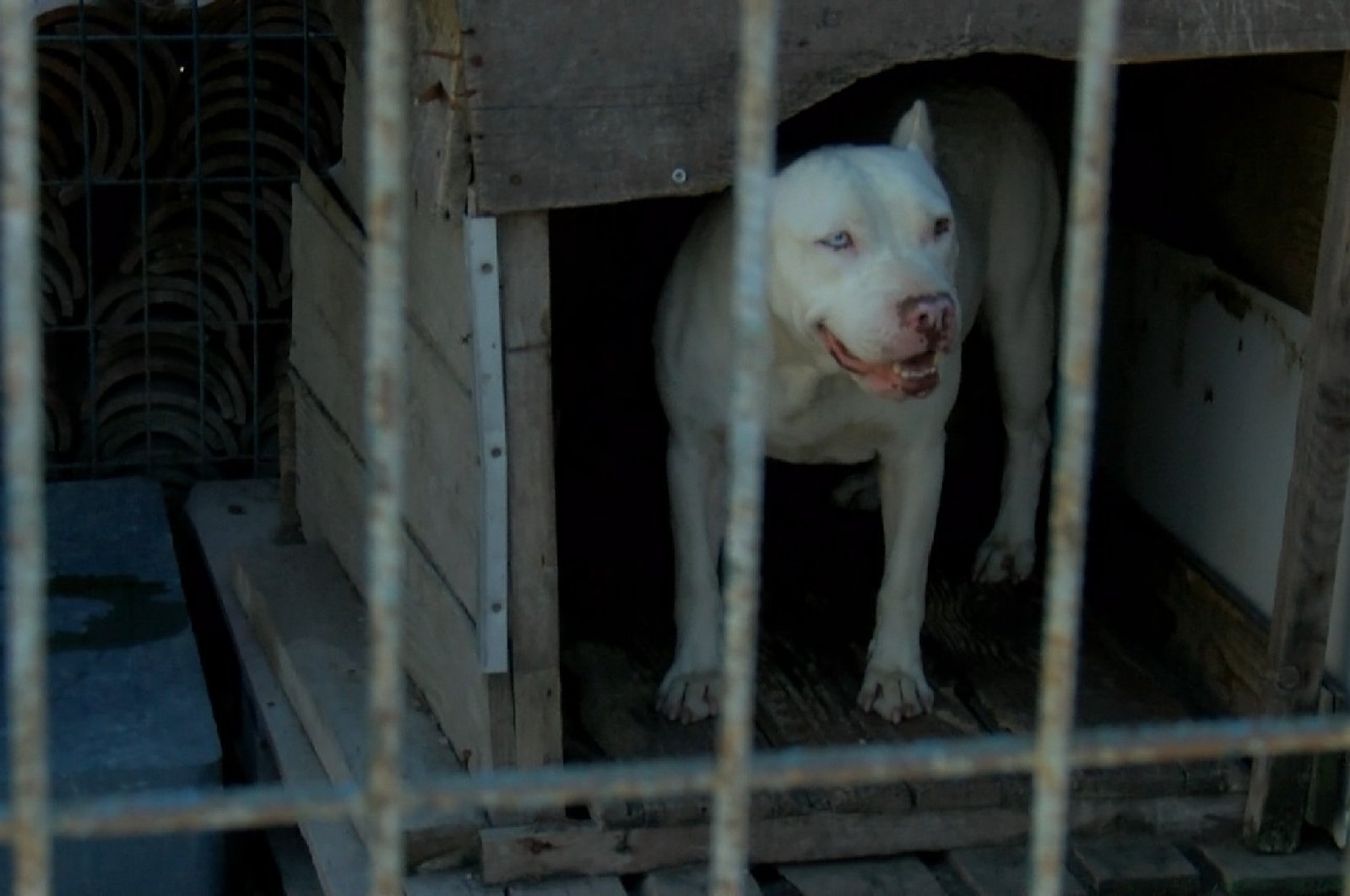 A pit bull in an animal shelter in the Büyükçekmece district of Istanbul, Turkey, Aug. 12, 2020. (DHA Photo)