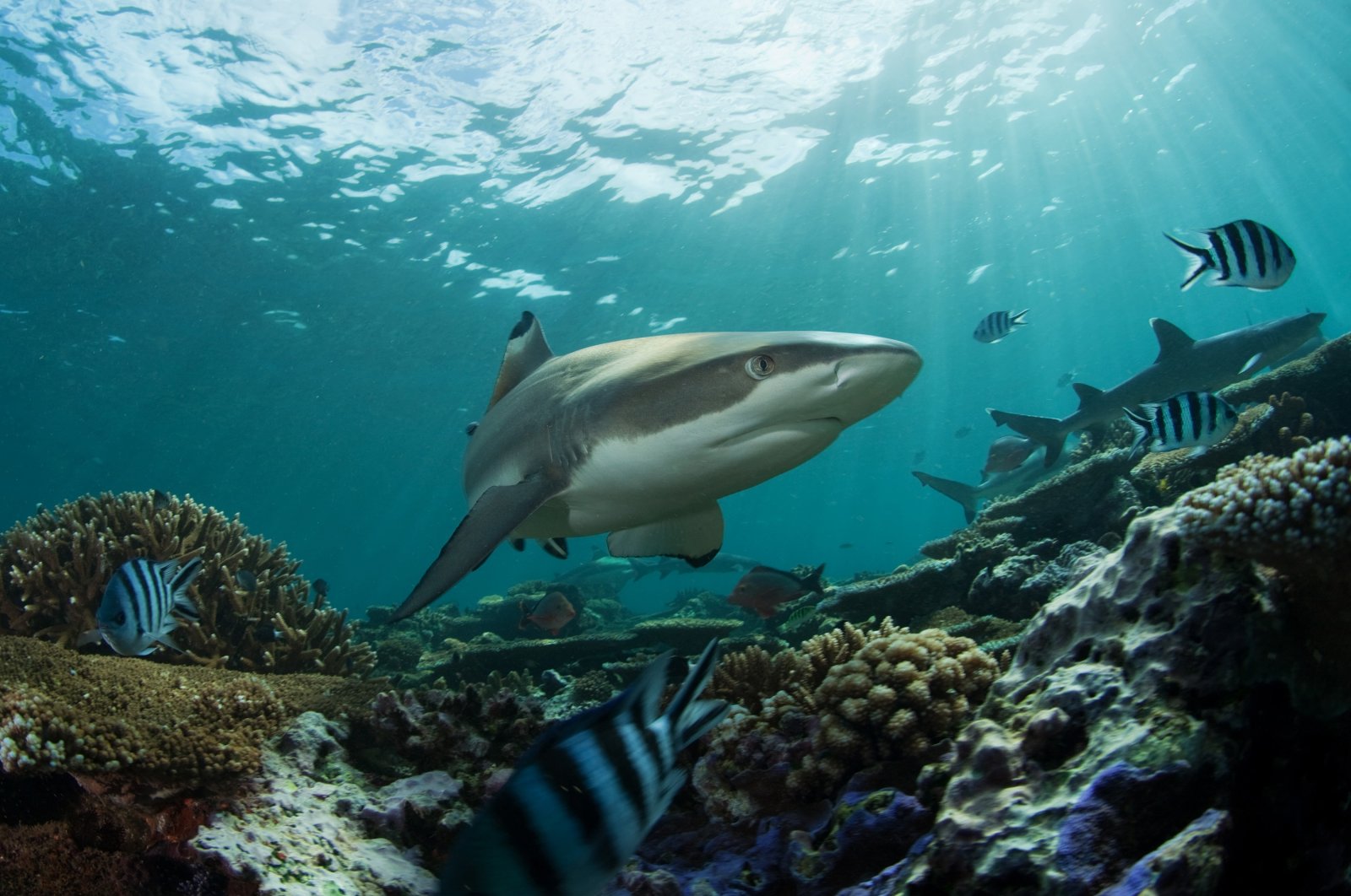 A reef shark in an undated photo. (Shutterstock Photo)