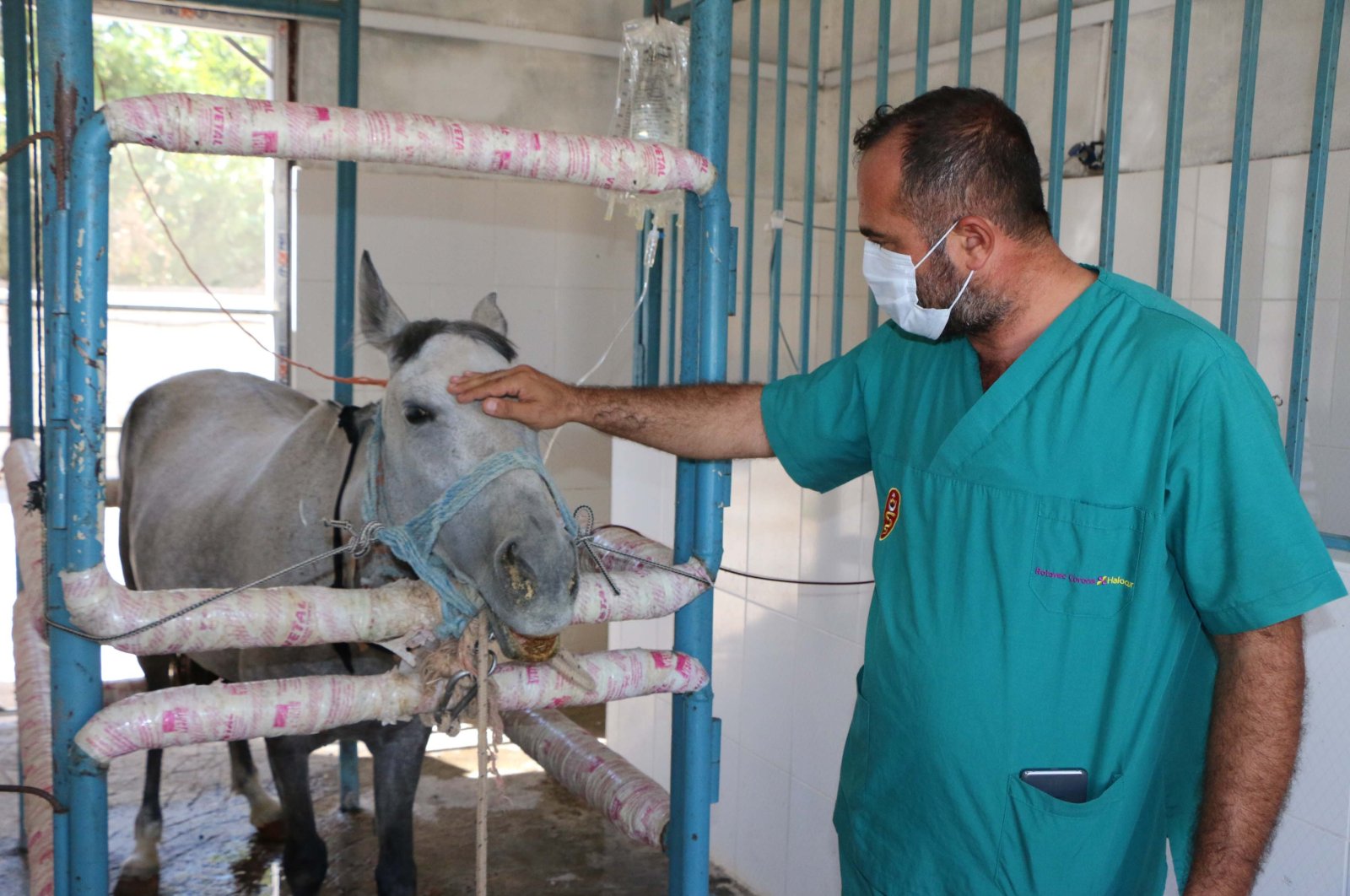 A horse is hooked up to a serum in the laboratory in Adıyaman, southeastern Turkey, Aug. 14, 2020. (DHA Photo)