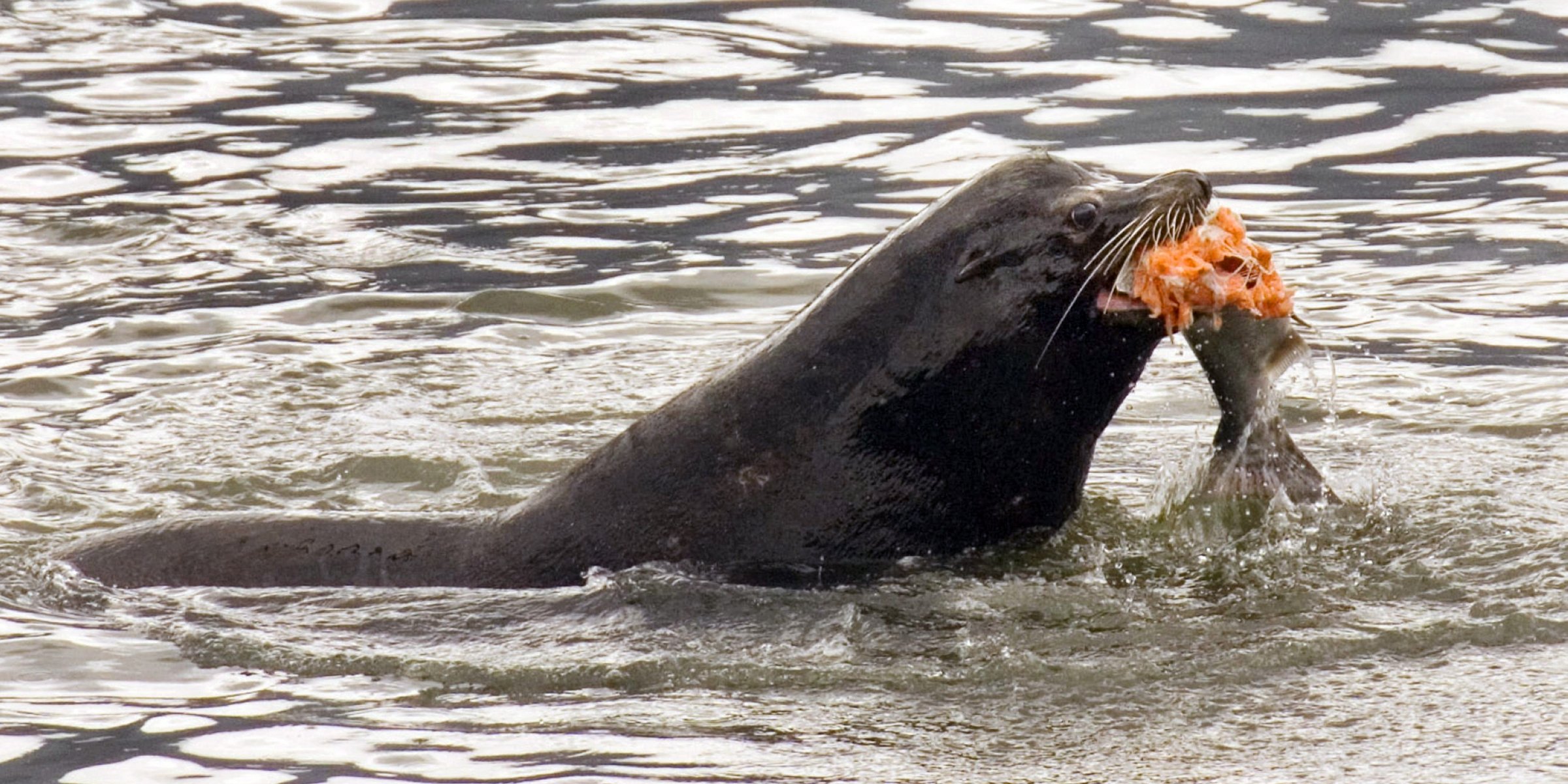 Nearly 1 000 Sea Lions To Be Killed In Us To Save Endangered Fish Daily Sabah