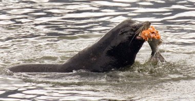 A sea lion eats a salmon in the Columbia River near Bonneville Dam in North Bonneville, Washington, April 24, 2008. (AP Photo)