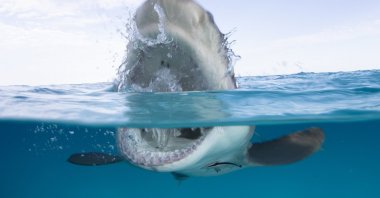 Over/under shot of a lemon shark exposing its teeth at the surface. (Source: Lauren Benoit/Discovery Channel)