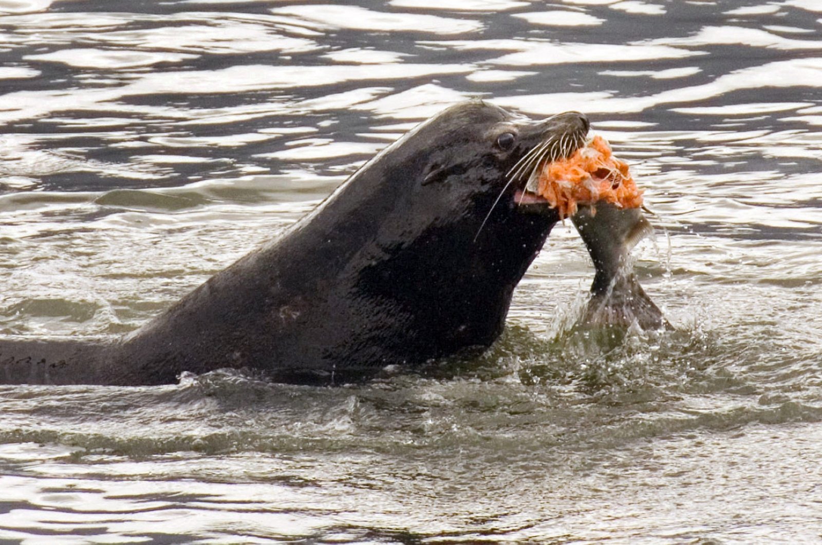 A sea lion eats a salmon in the Columbia River near Bonneville Dam in North Bonneville, Washington, April 24, 2008. (AP Photo)