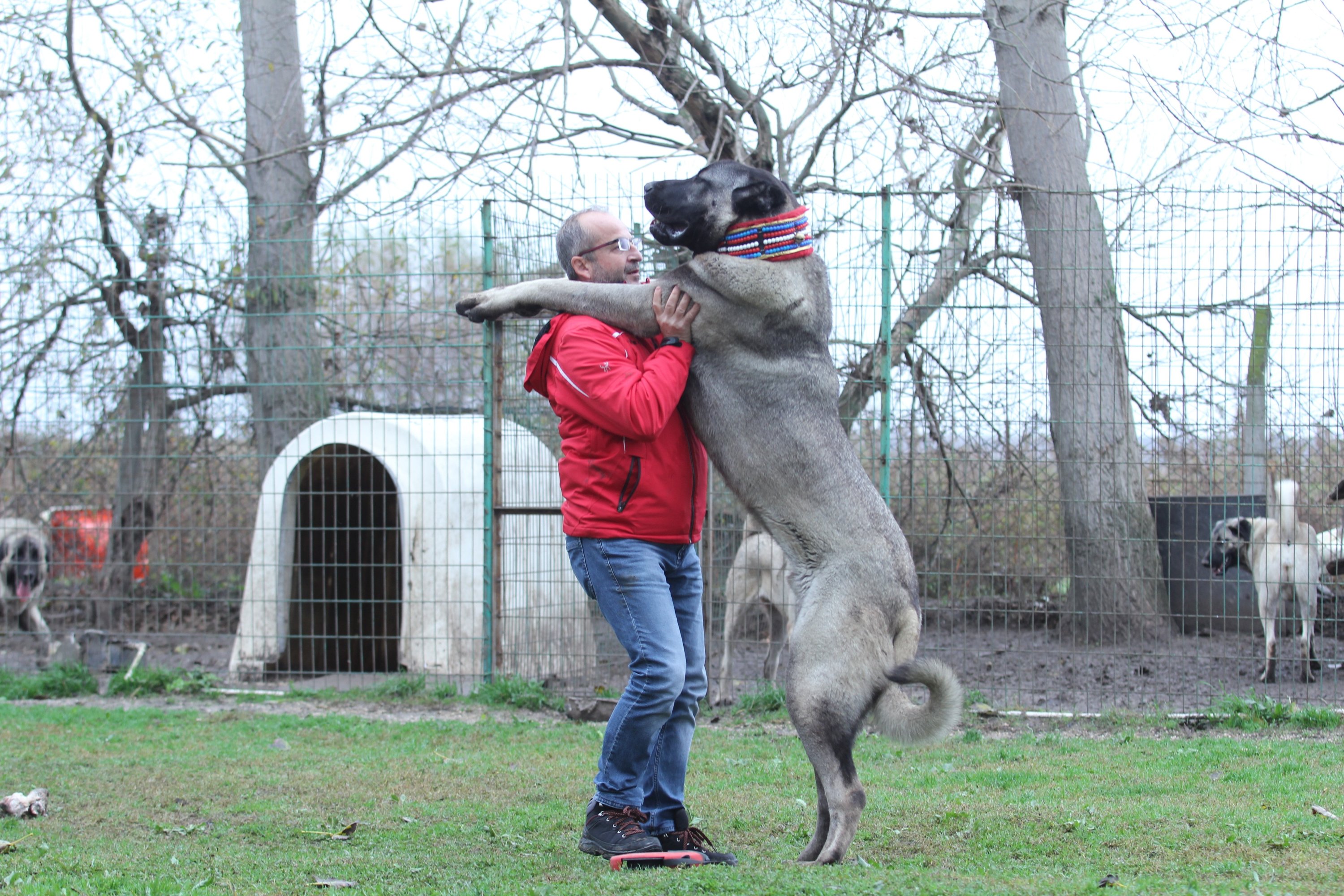 Chips Ids To Protect Legendary Kangal Dogs Of Turkey Daily Sabah - attack dog roblox