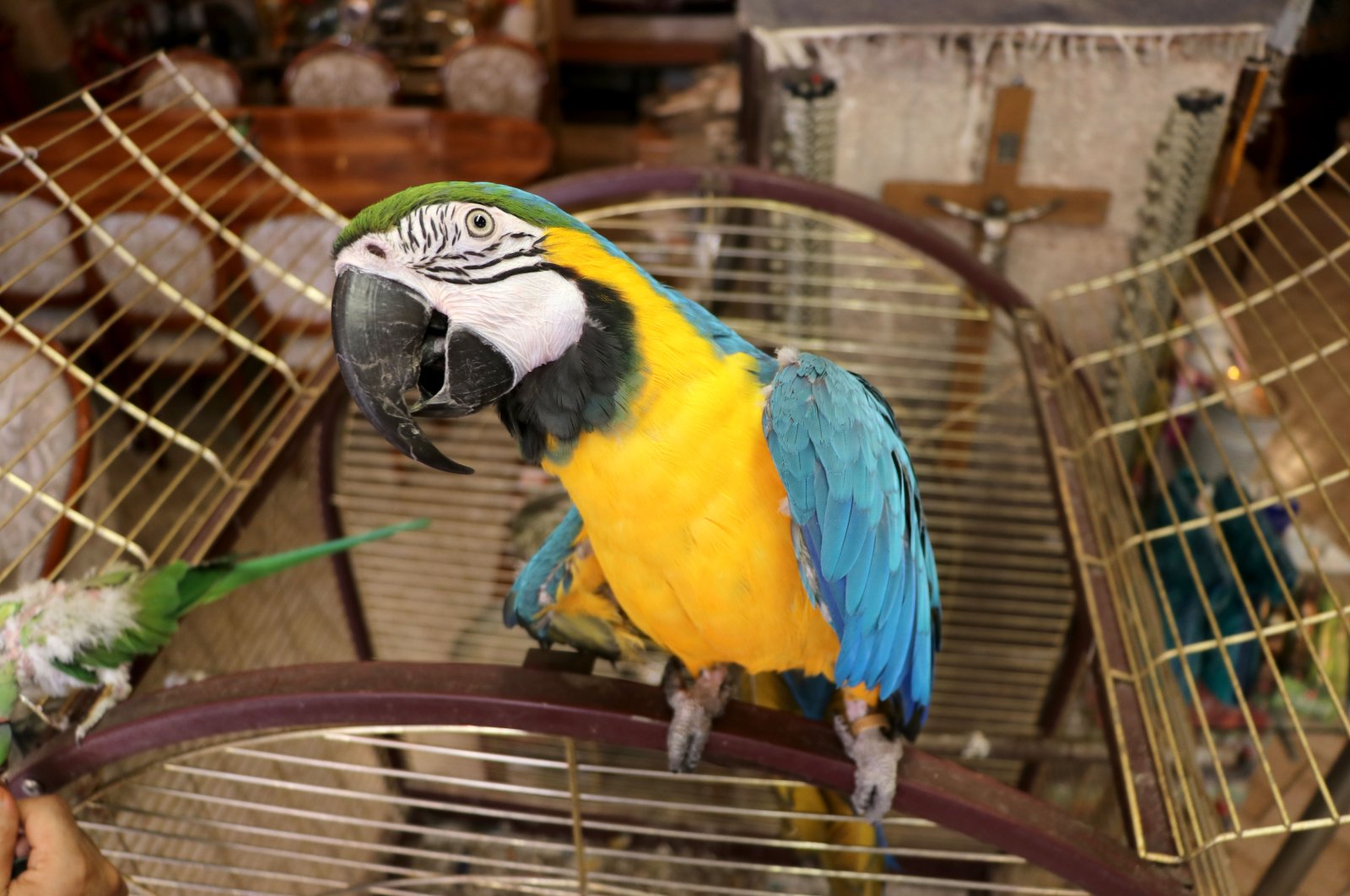 Meet Cabbar, a 15-year-old macaw who has been the host of Kaleoğlu Cave cafe for the last 10 years. (AA Photo )