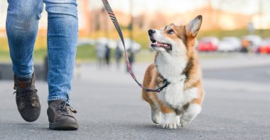 A person walks their Welsh corgi in this file photo. (Shutterstock Photo)