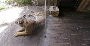 A Malayan tiger leans up against a glass partition at the Woodland Park Zoo in Seattle, Washington on Tuesday, May 26, 2020. (AP Photo)