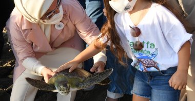 First Lady Emine Erdoğan holding a loggerhead sea turtle. (Sabah Photo)