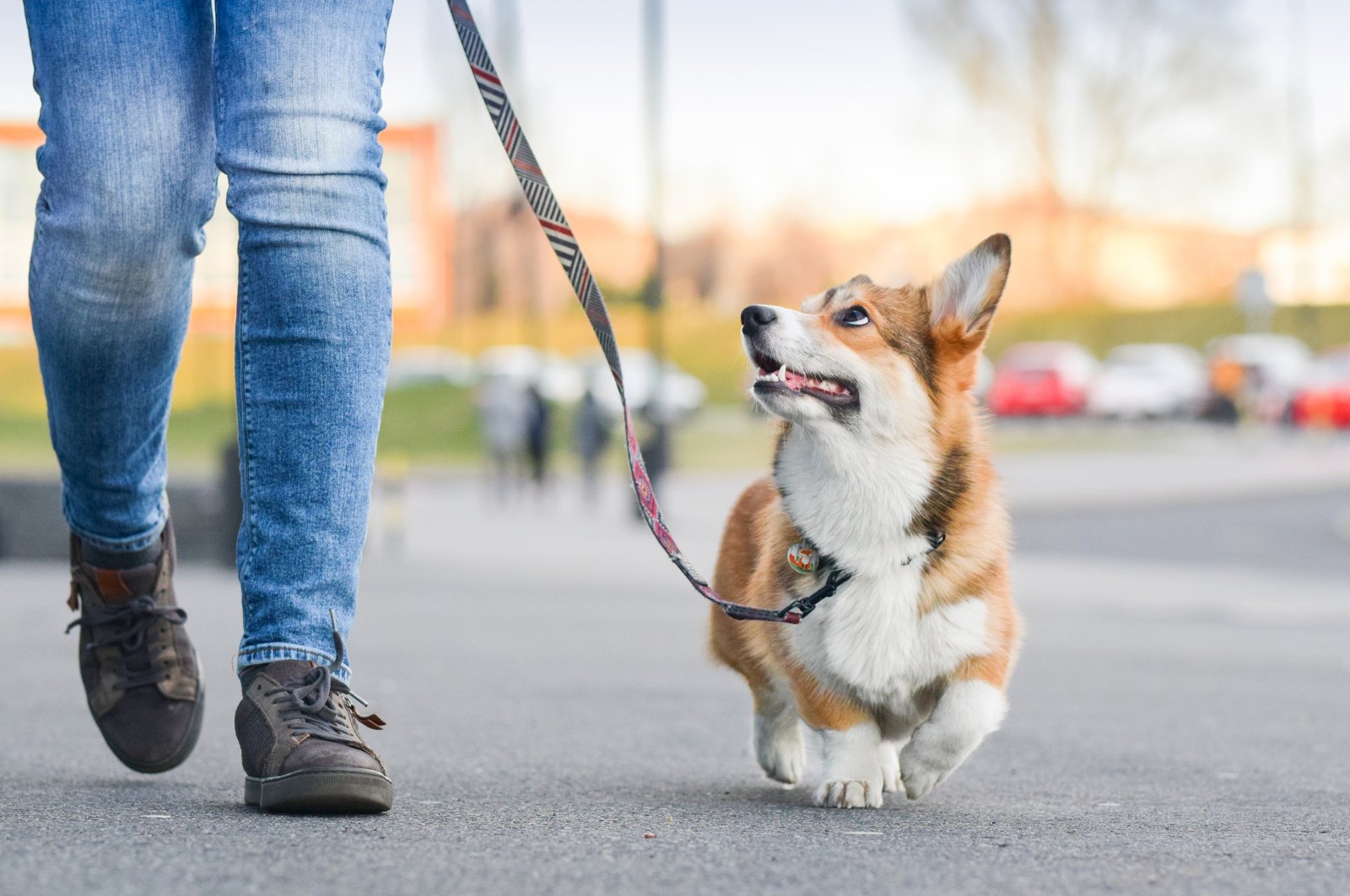 A person walks their Welsh corgi in this file photo. (Shutterstock Photo)