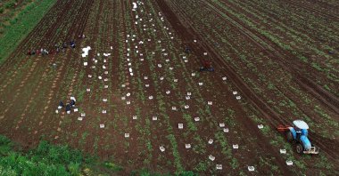 Farmers harvest potatoes in Adana, one of the country's leading agricultural provinces, southern Turkey, April 19, 2019. (AA Photo)
