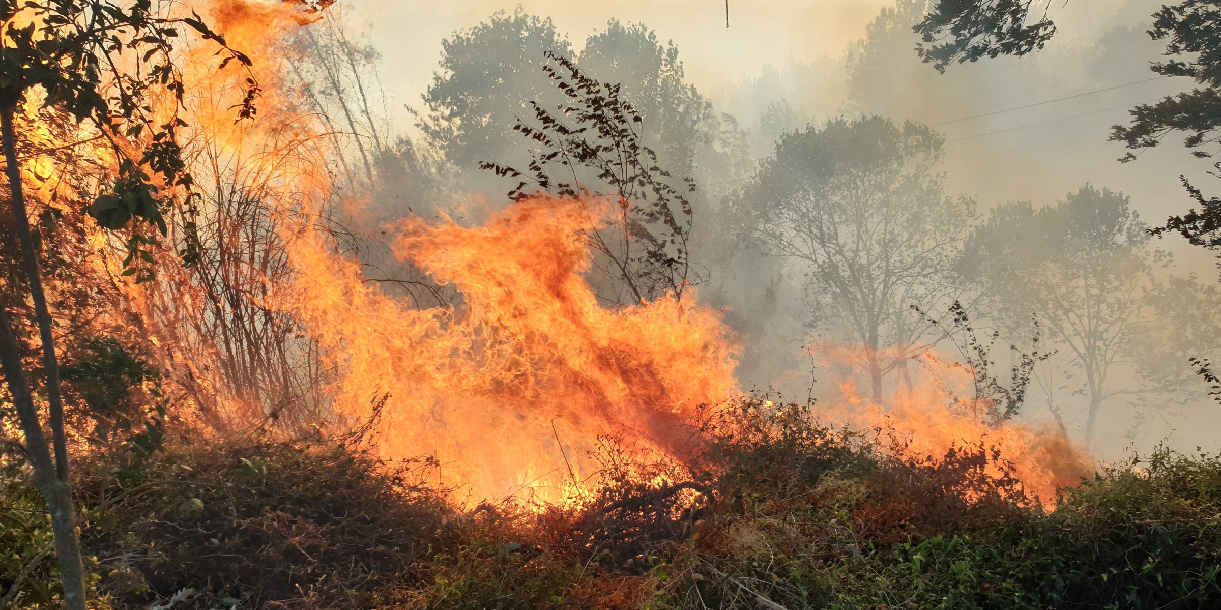 Forest fires damage 4,298 hectares of land this year in Turkey Daily
